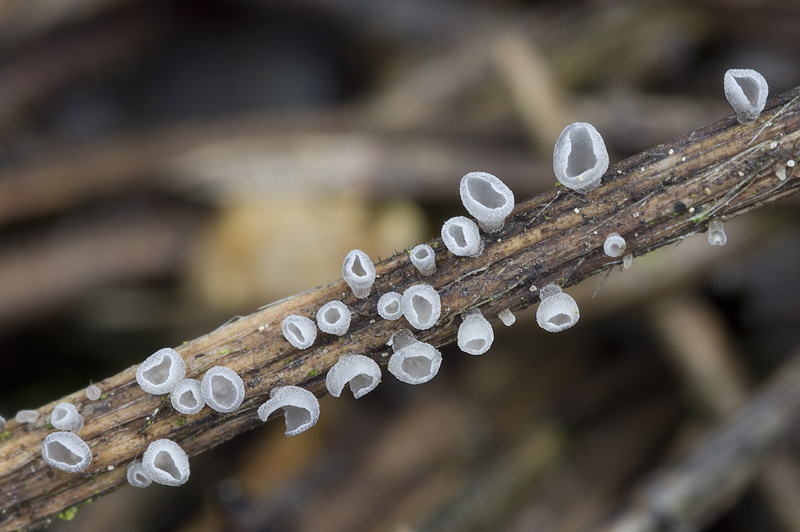 Calyptella gibbosa